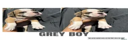 Olde English Bulldogge dogs for sale: READY TO LEAVE 3 old English bulldog  - Advert 25