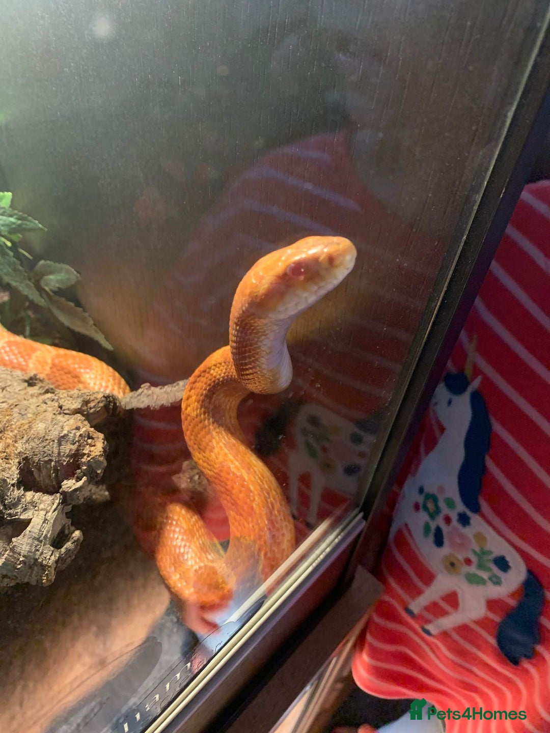 Corn Snake reptiles for sale: Male Corn Snake for Sale – Full Setup Included - Advert 4