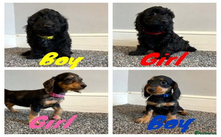 Mixed Breed dogs - Advert 18