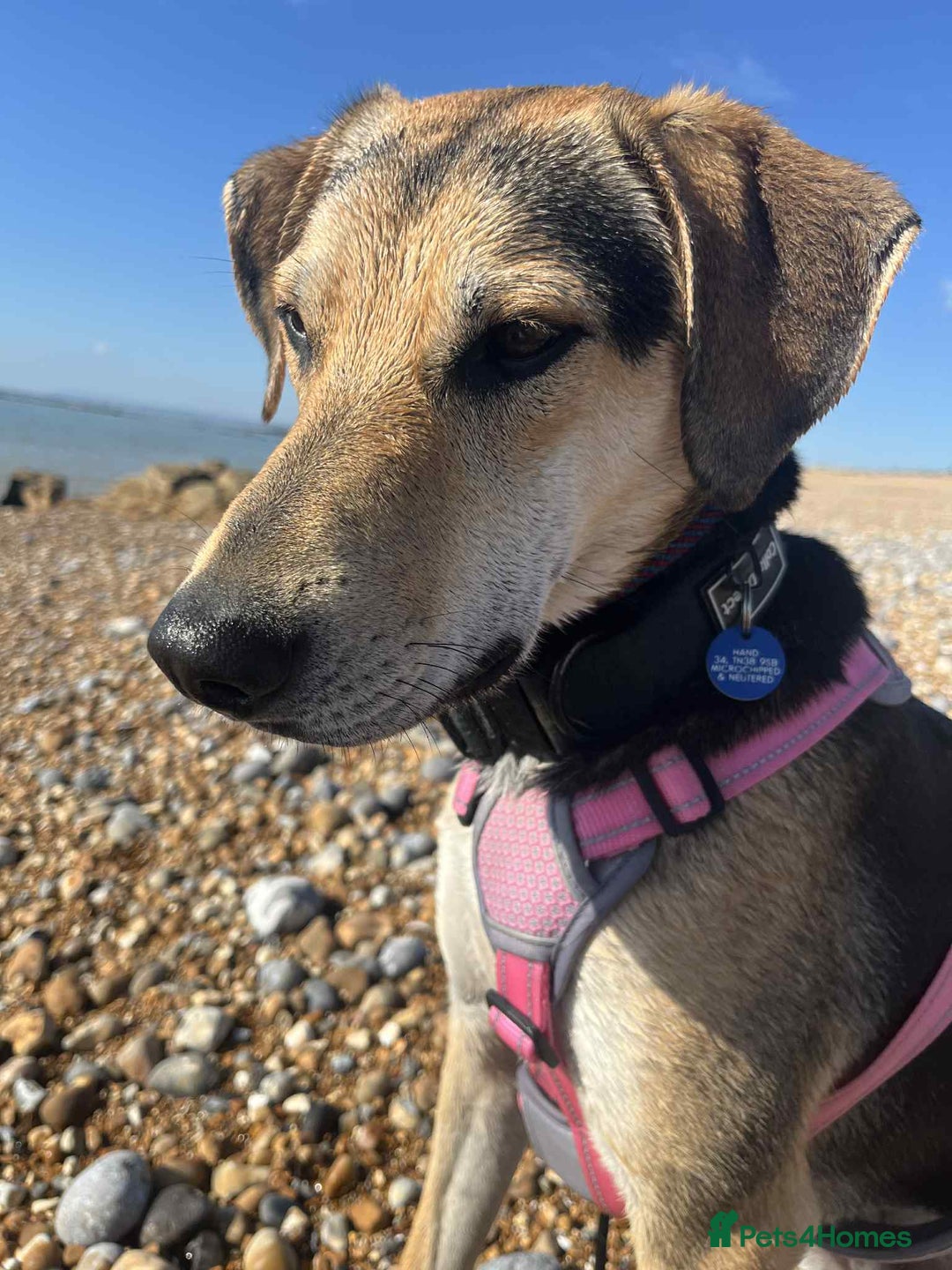 Mixed Breed dogs for adoption: Caleb – I year old, Handsome Hound Mix Boy 💙 - Image 1
