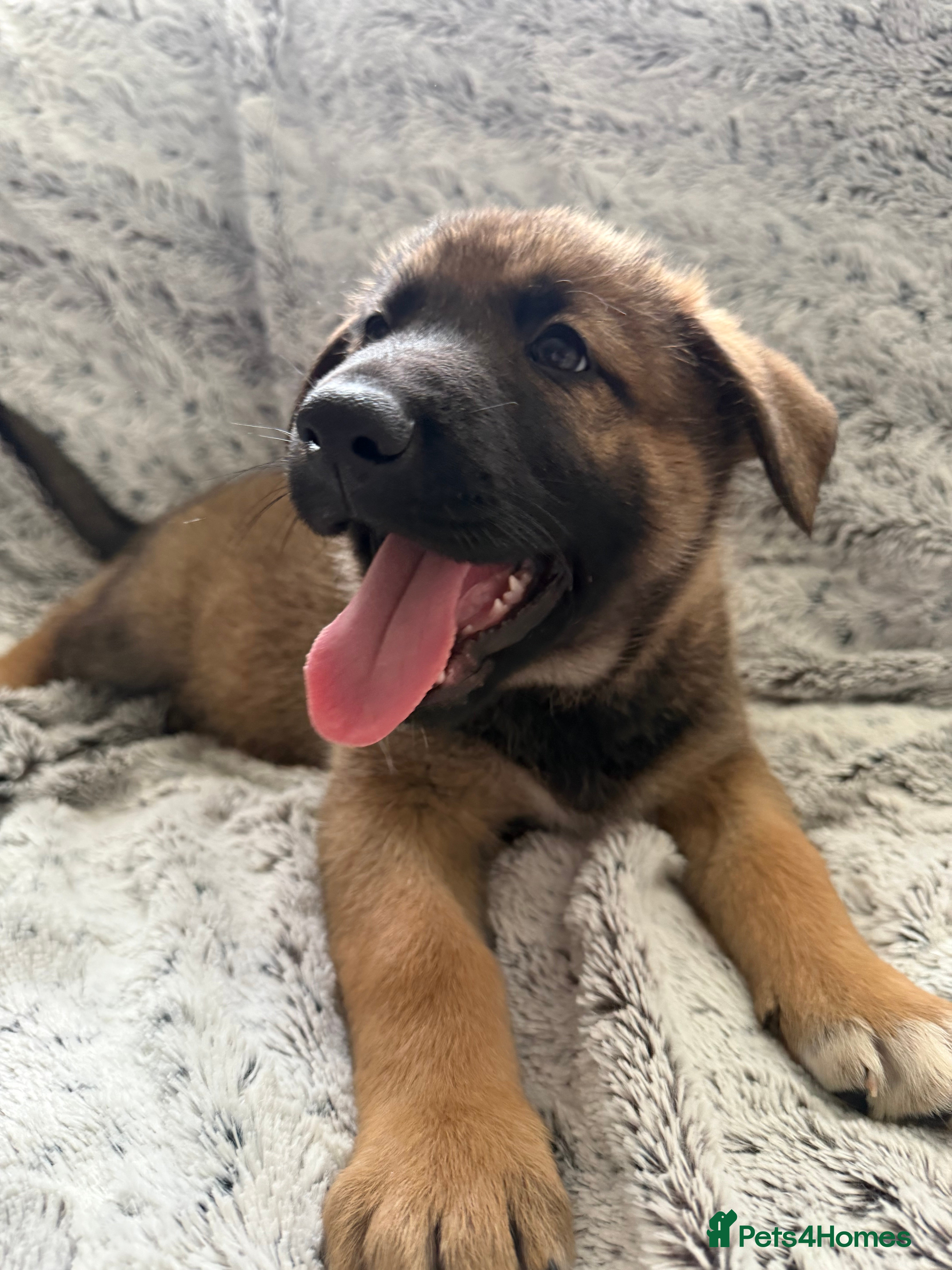 Mixed Breed dogs German Shepherd x Husky x Belgian Malinois puppies - Advert 5