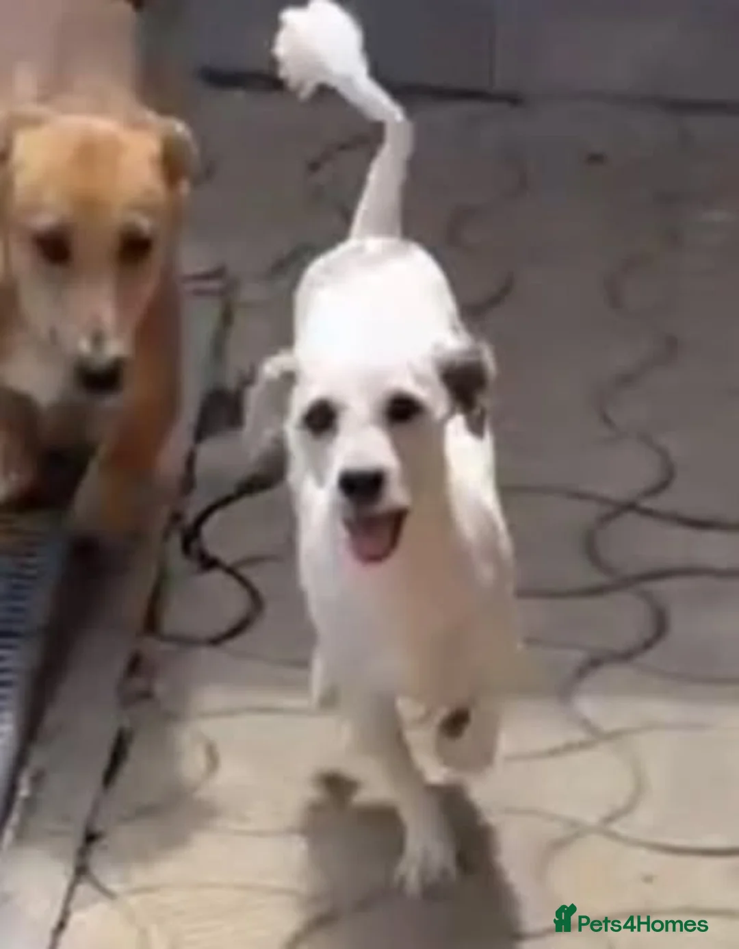 Mixed Breed dogs for adoption: Riley — 1.5‑Year‑Old Small Mixed Breed  - Advert 2