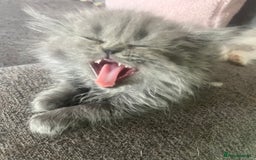 Persian cats for sale: Beautiful Persian/Ragdoll kittens - Image 5