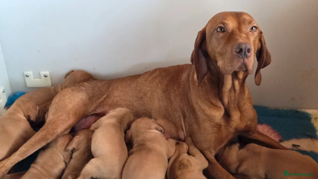 Hungarian Vizsla dogs for sale: Pedigree Hungarian Vizsla pups. Show/working/pet - Advert 2