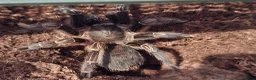 Tarantulas invertebrates for sale: 6 tarantulas for sale - Advert 5