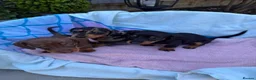 Dachshund dogs for sale: Beautiful Dachshund pups for sale  - Advert 3