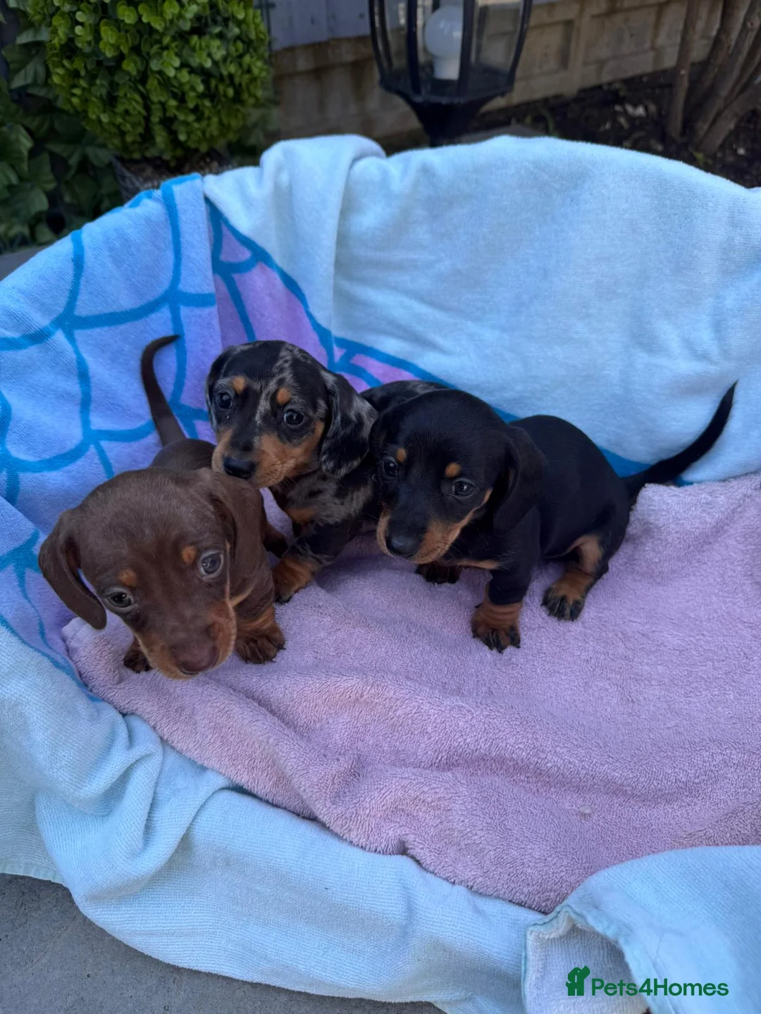 Dachshund dogs for sale: Beautiful Dachshund pups for sale  - Advert 3