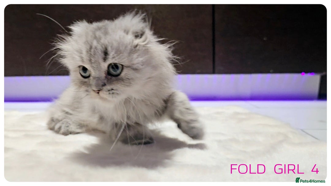 Scottish Fold cats for sale: Scottish Fold Kittens  - Advert 1
