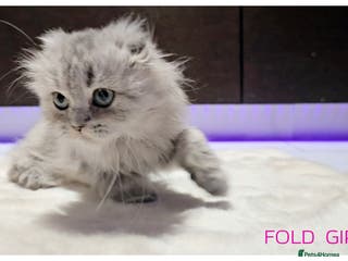 Scottish Fold cats Scottish Fold Kittens - Advert 10