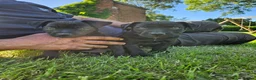 Patterdale Terrier dogs for sale: Ready now Stunning nutal patterdale terriers  - Advert 4
