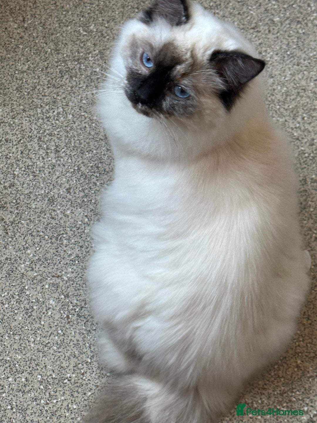 Ragdoll cats for sale: Gccf registered female ragdoll - Advert 3