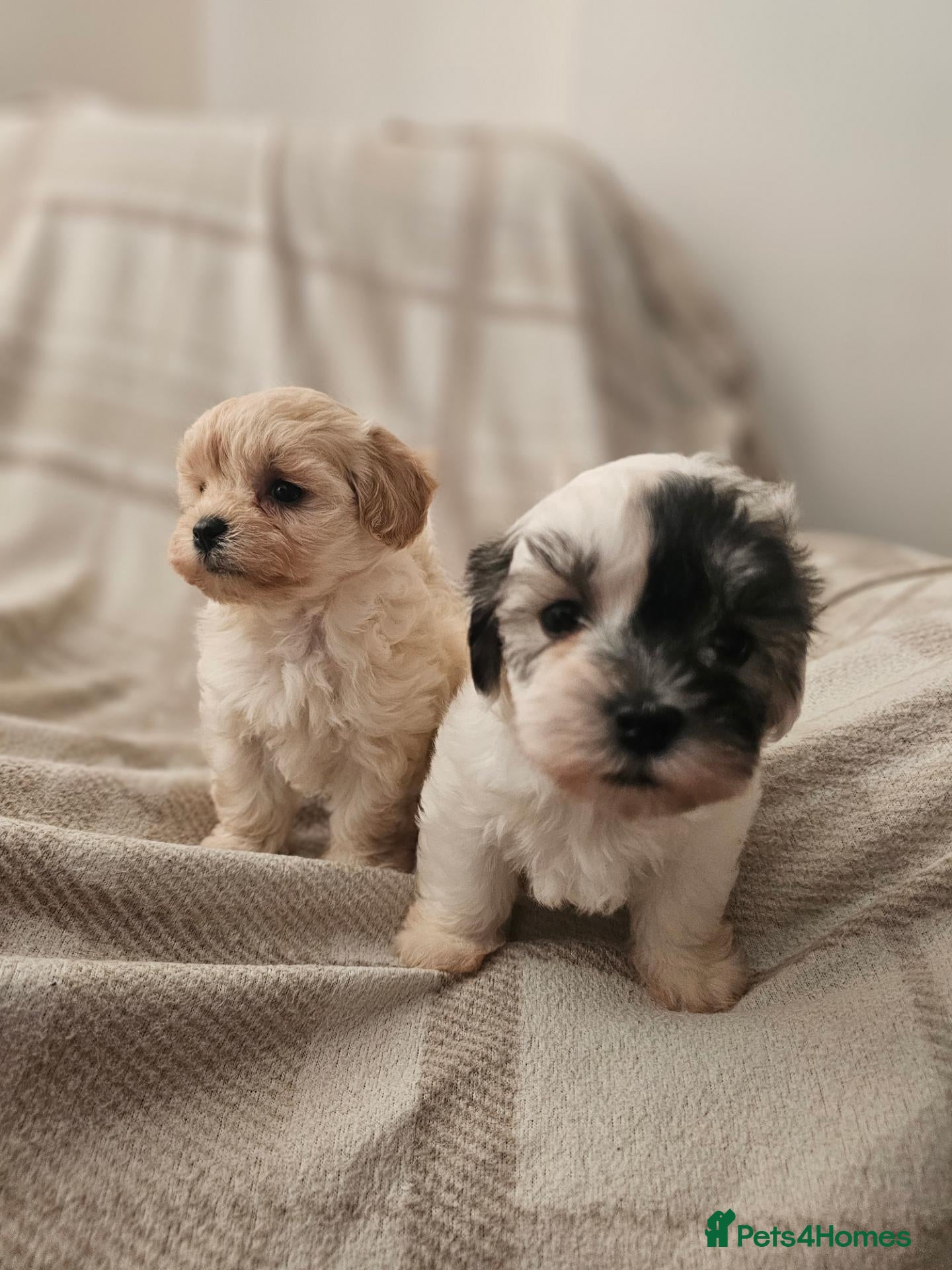 Maltipoo dogs Stunning F1 Korean Maltipoo puppies - Only 2 left - Advert 15