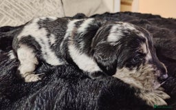 Labradoodle dogs for sale: F1 labradoodles ready 18th december - Image 8