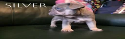 French Bulldog dogs for sale: 4 Male French Bulldog Puppies  - Advert 5