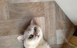 British Shorthair cats for sale: Champion lines for adoption  - Image 29