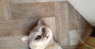 British Shorthair cats - Advert 14