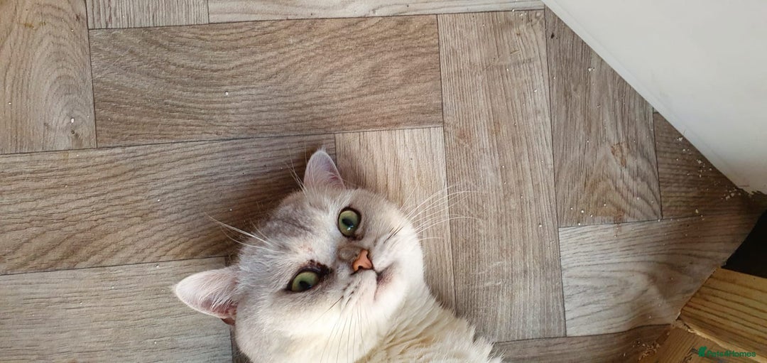 British Shorthair cats for sale: Champion lines for adoption  - Image 29