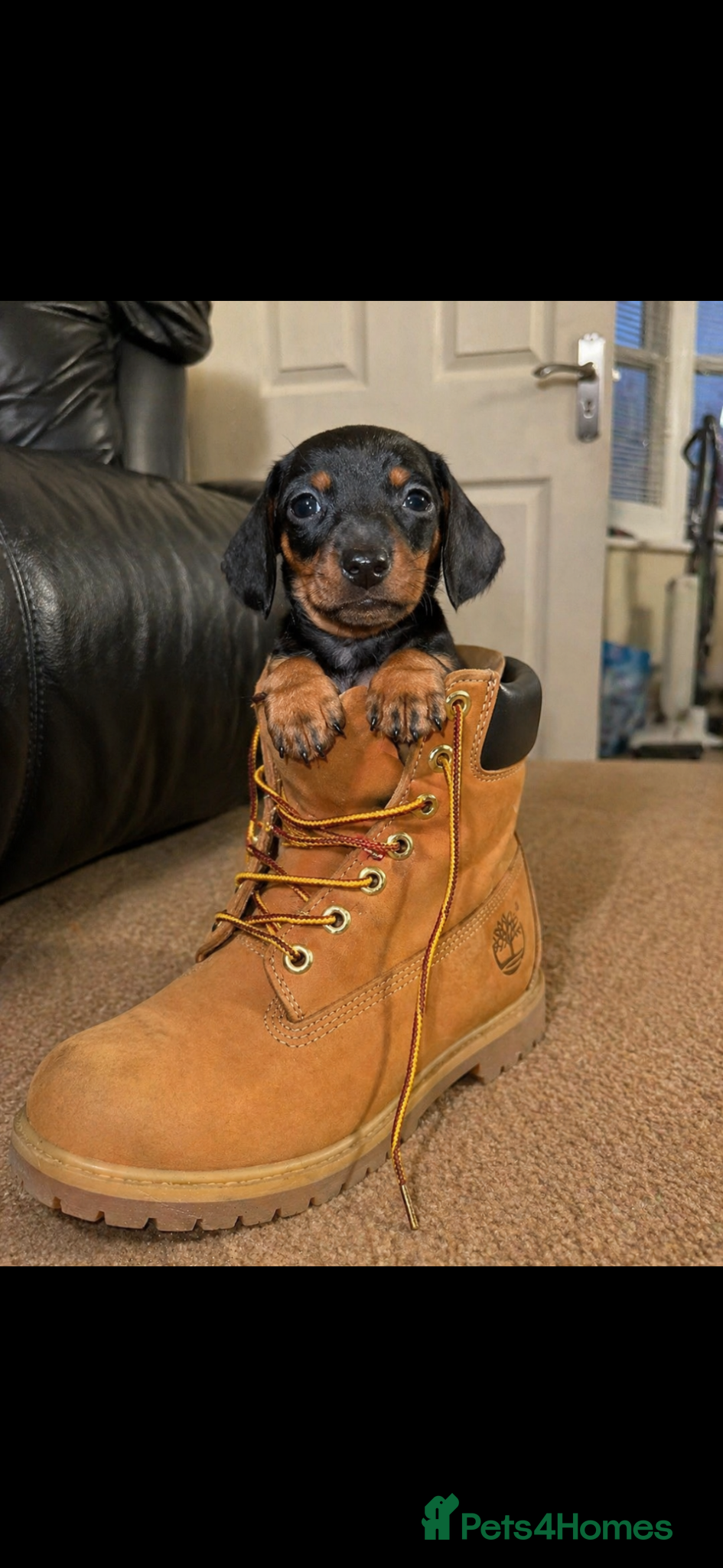 Miniature Dachshund dogs Miniature dachshund puppies  - Advert 2