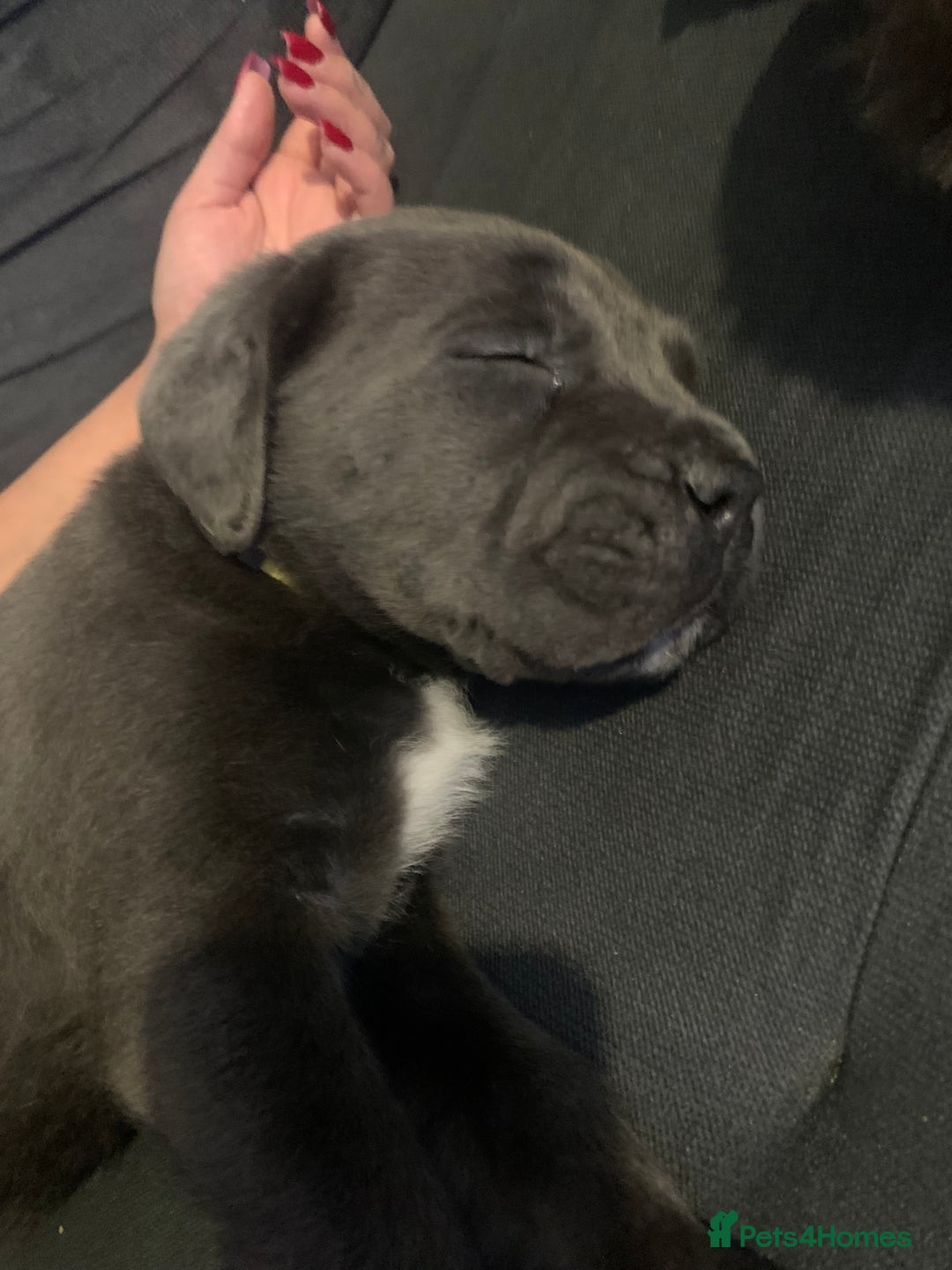 Cane Corso dogs for sale: Cane Corso - Advert 6