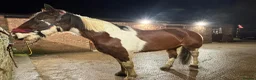 Irish Cob horses for sale: 15.2hh cob gelding in Gainsborough - Advert 3