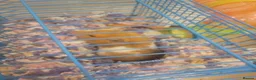 Hamster rodents for sale: Female Hamster Free to good home in Liverpool - Advert 2