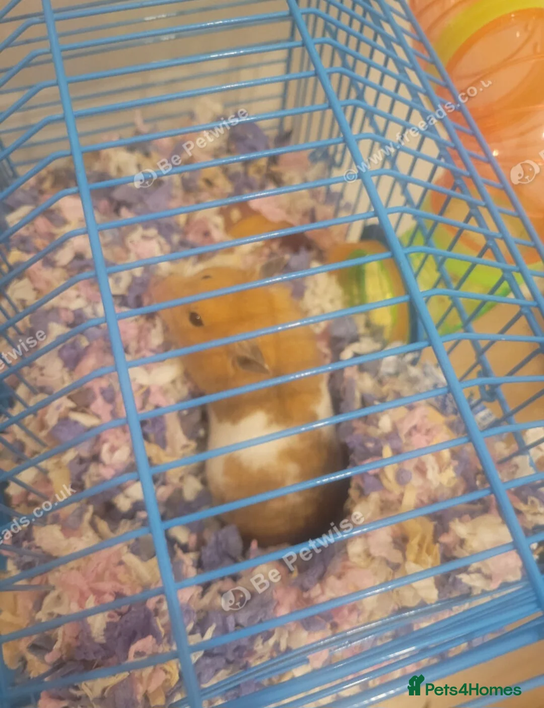 Hamster rodents for sale: Female Hamster Free to good home in Liverpool - Advert 2