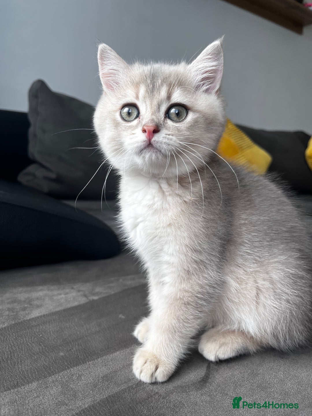 British Longhair cats for sale: ✨ Three adorable British Short/longhair kittens  - Image 25