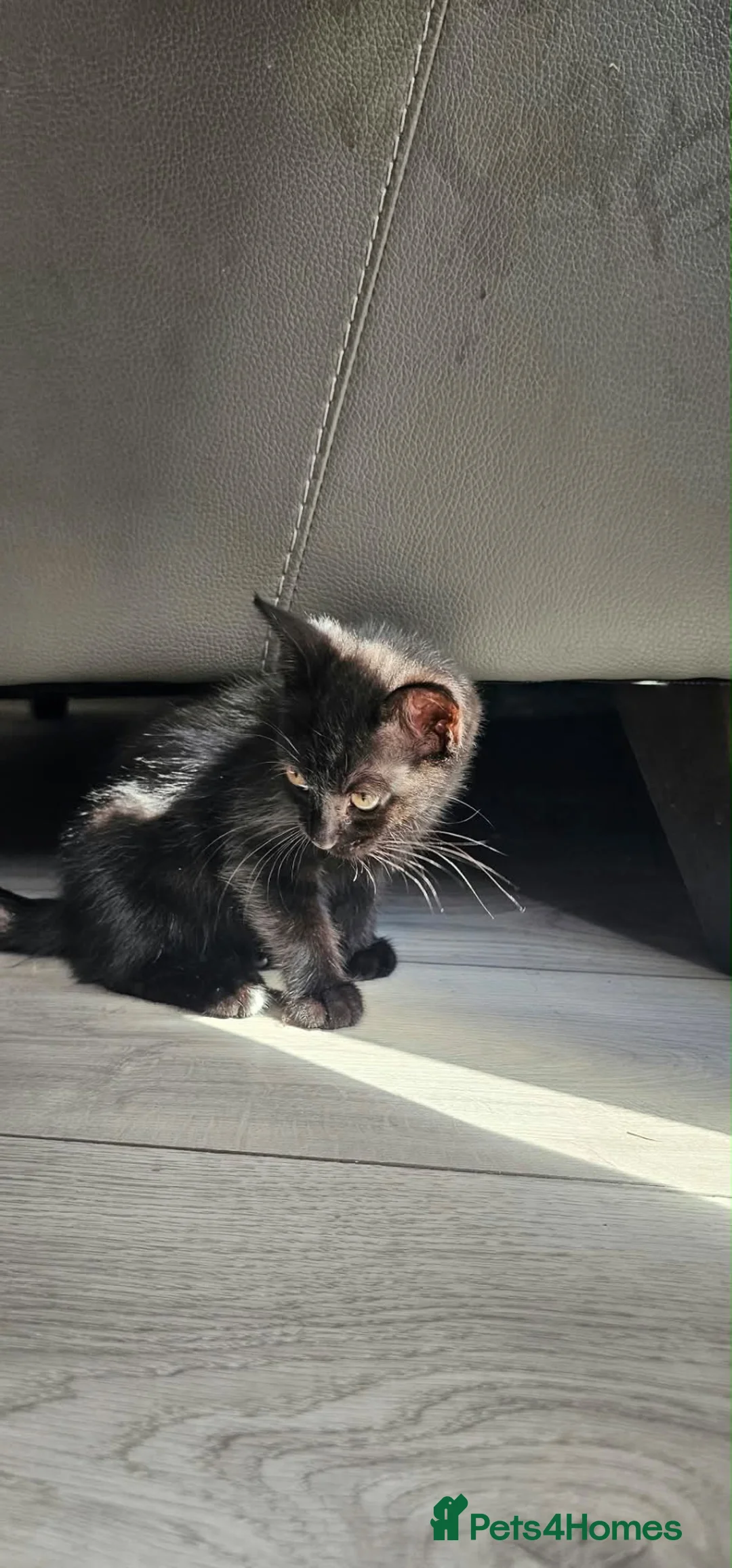 Mixed Breed cats for sale: 10 week old female kitten - Advert 2