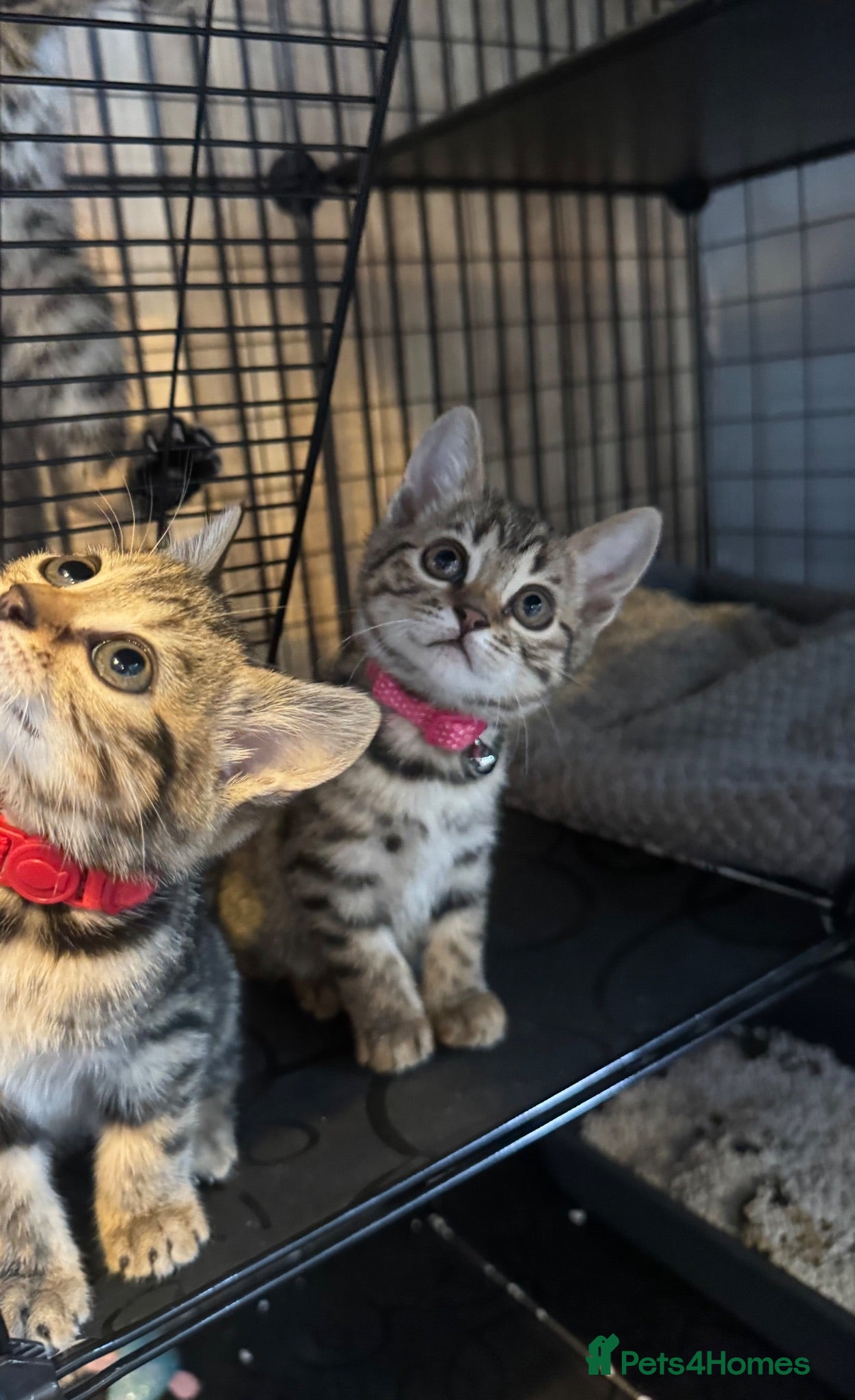 Bengal cats Last stunning girl beautiful natured bengal cross  - Advert 2