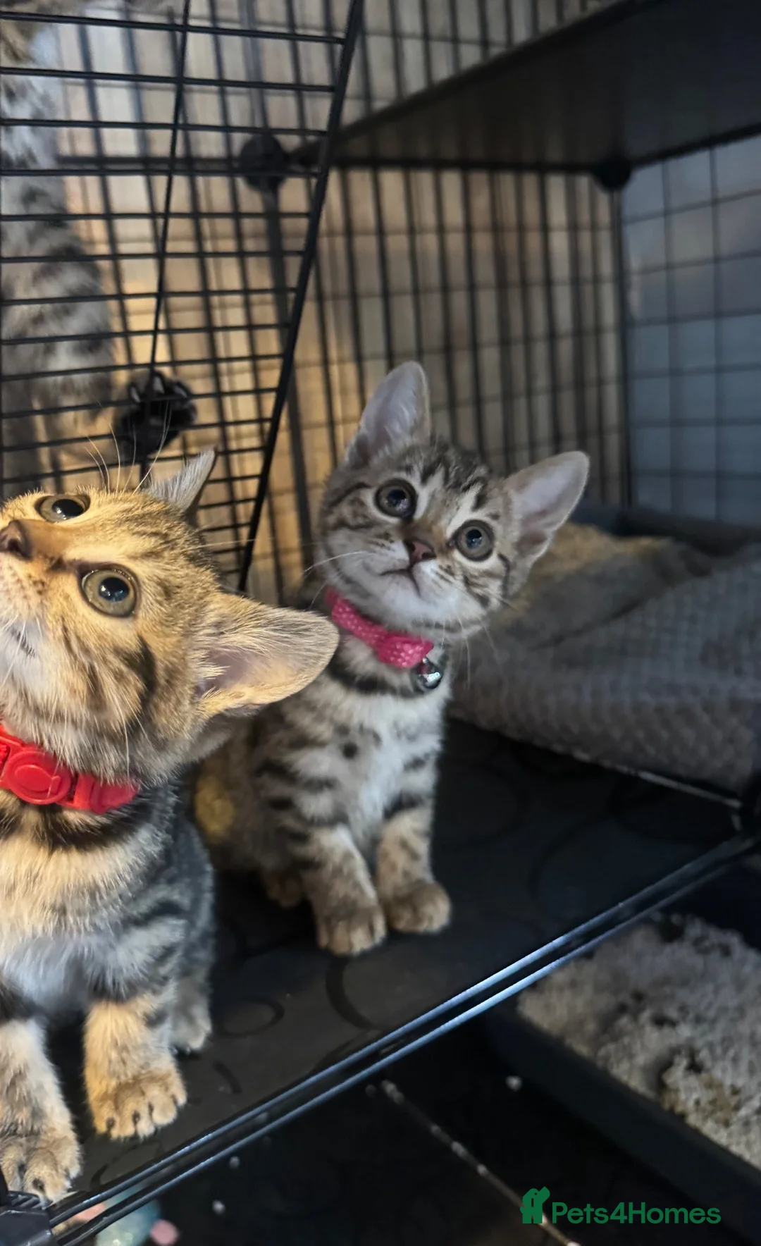 Bengal cats for sale: Last stunning girl beautiful natured bengal cross  - Advert 2