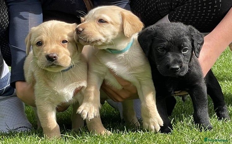Labrador Retriever dogs - Advert 1