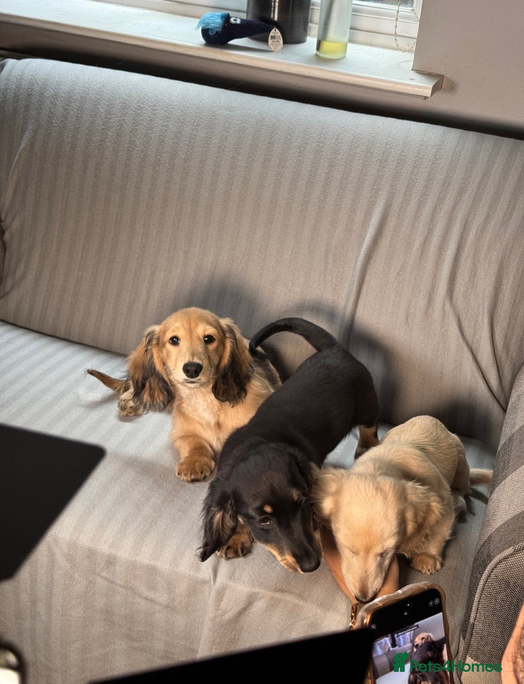 Miniature Dachshund dogs for sale: Beautiful Long-Haired Dachshund - Image 7