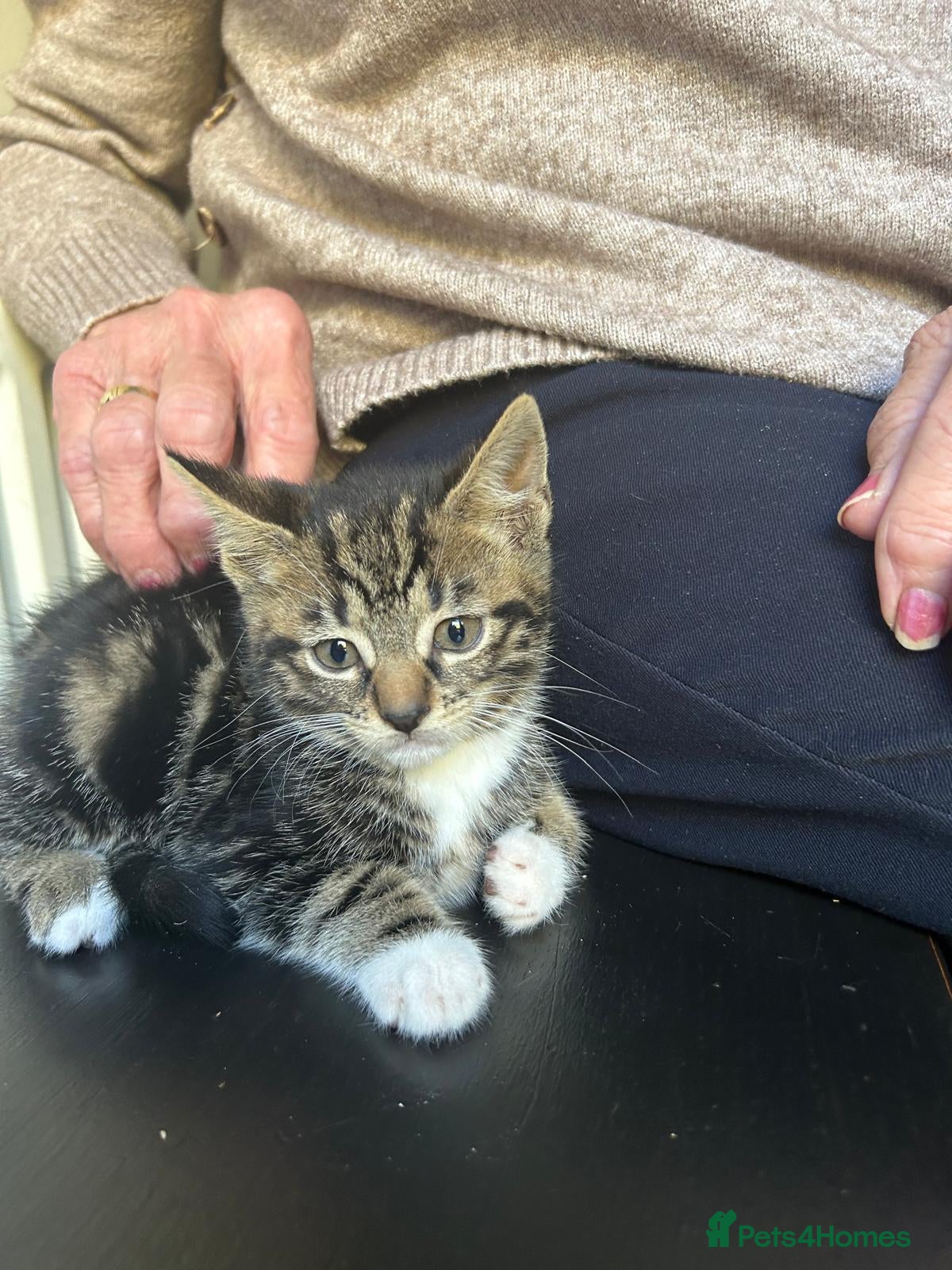 Mixed Breed cats Maine coon cross kittens - tabby and black - Advert 7