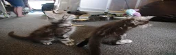 Maine Coon cats for sale: Stunning Mainecoon kittens  - Advert 8