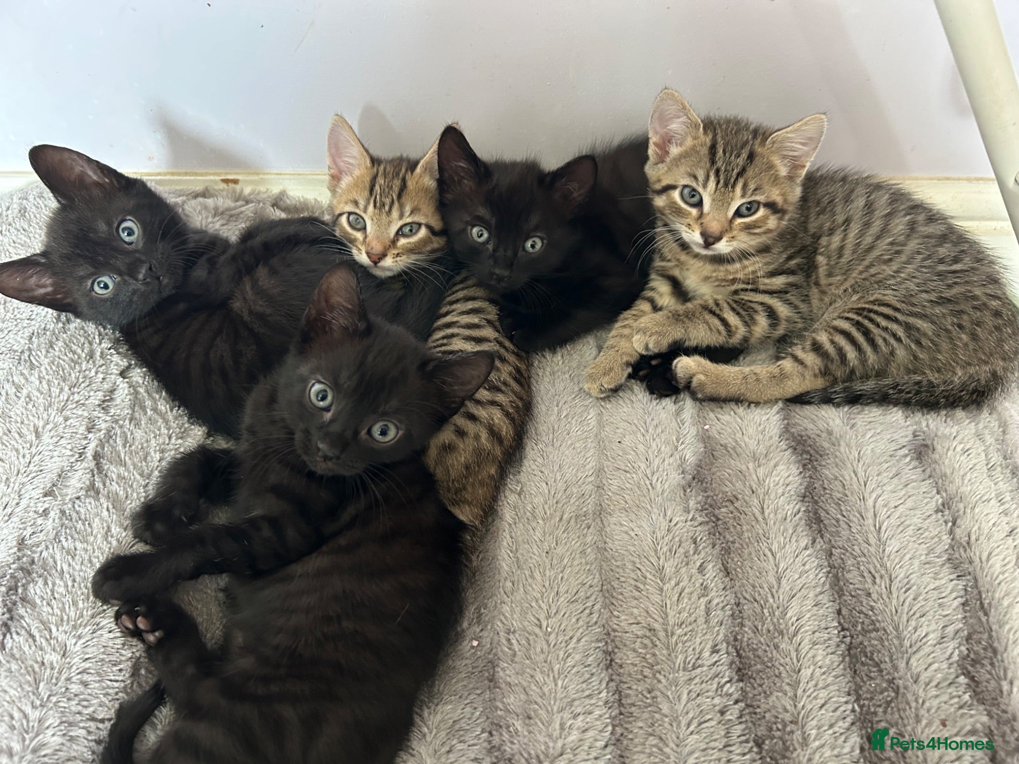 Mixed Breed cats Beautiful mixed bread kittens 🐈‍⬛  - Advert 7