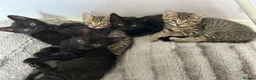 Mixed Breed cats for sale: Beautiful mixed bread kittens 🐈‍⬛  - Advert 1