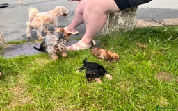 Yochon dogs for sale: Millie’s first litter  - Image 6