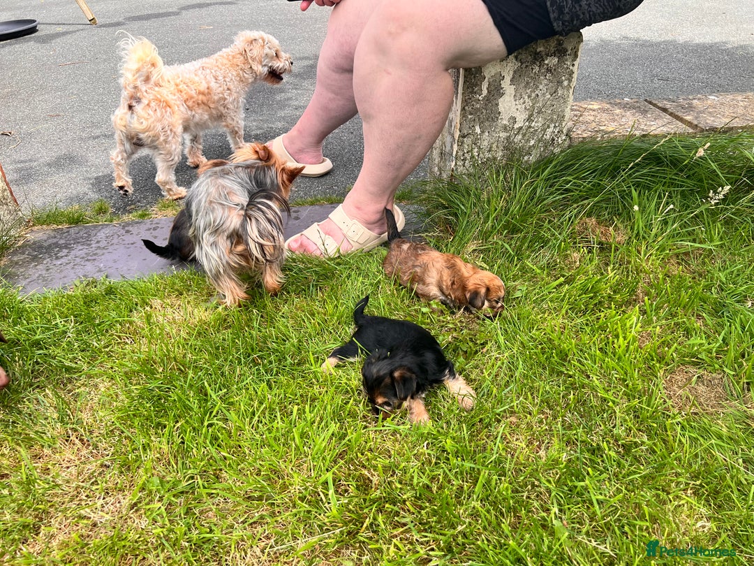 Yochon dogs for sale: Millie’s first litter  - Image 6