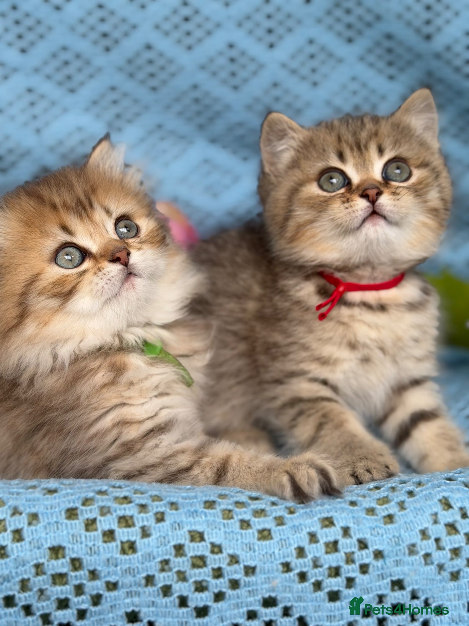 British Longhair cats British Longhair golden shaded kittens TICA - Advert 7