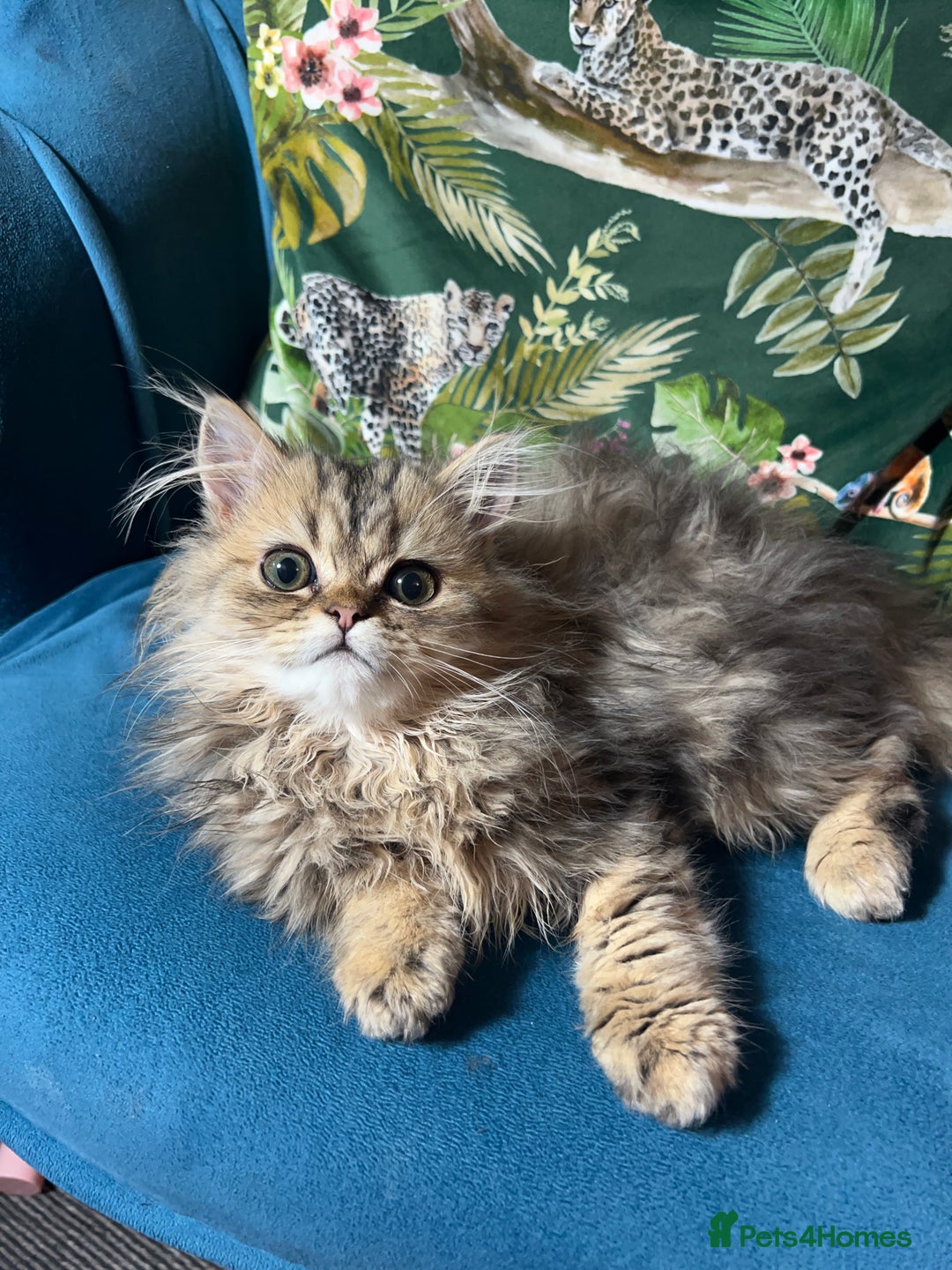 Persian cats for sale: Persian Pedigree Kittens for Sale  - Image 15