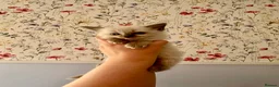 Ragdoll cats for sale: Remarkable Ragdolls  - Advert 16