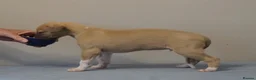 Whippet dogs for sale: Crufts winning parents - Advert 8