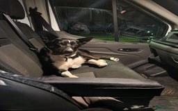 Border Collie dogs for sale: Border collie puppies - Advert 12