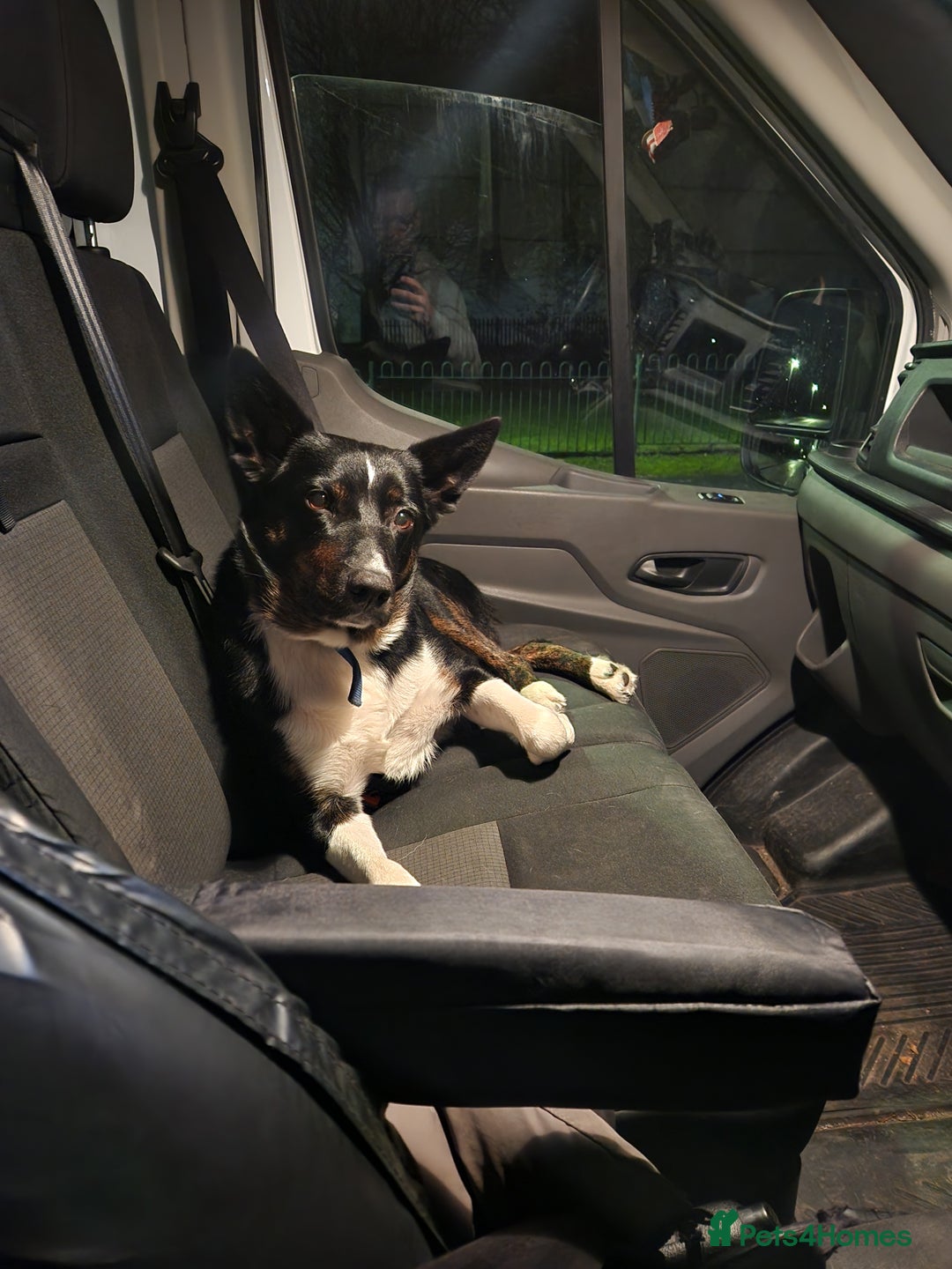 Border Collie dogs for sale: Border collie puppies - Advert 12