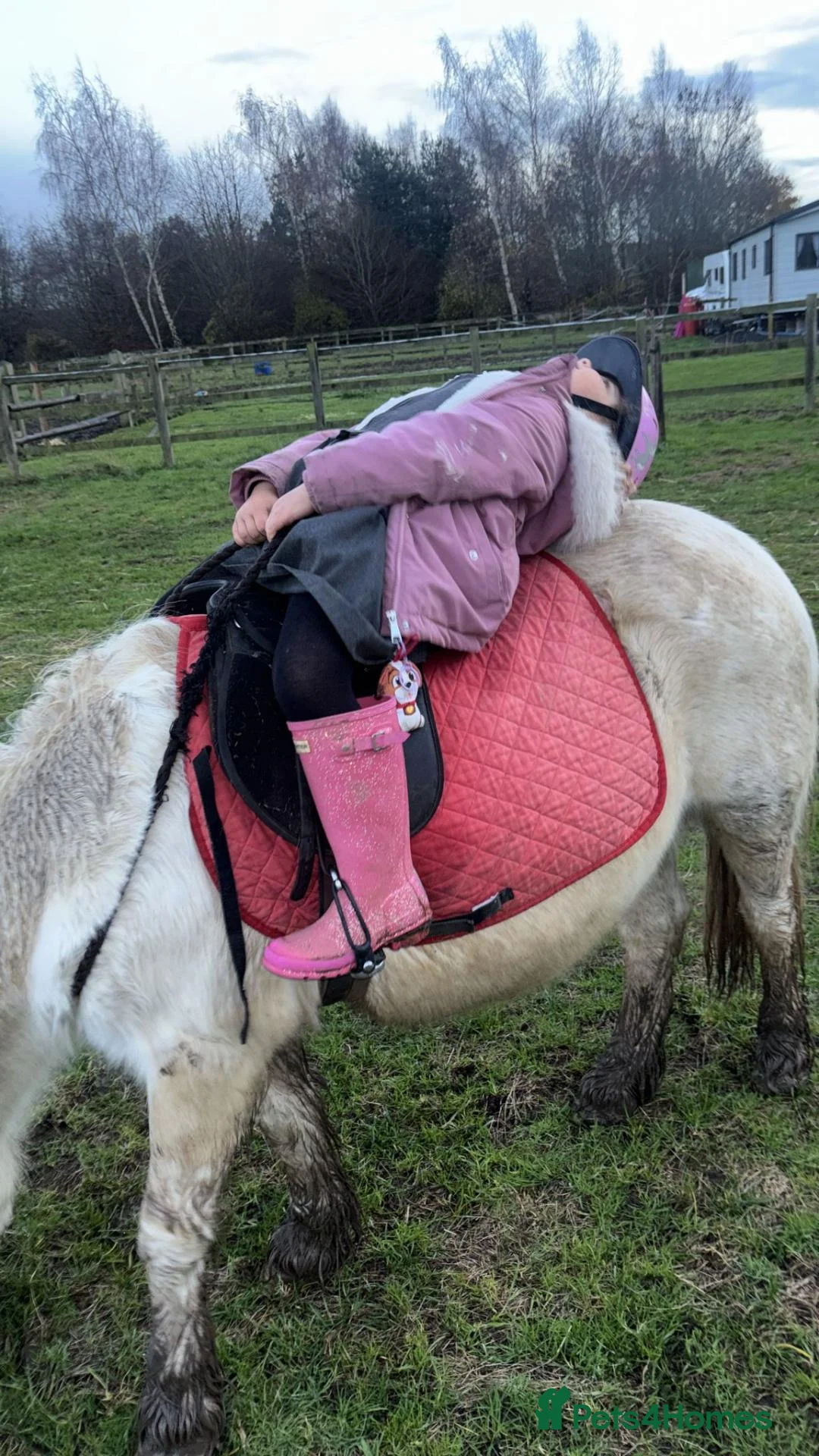Welsh Section A horses for sale: Sweet 11.1 Mare 13 years young  - Advert 1