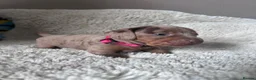 Dachshund dogs for sale: Dachshund puppies  - Advert 9