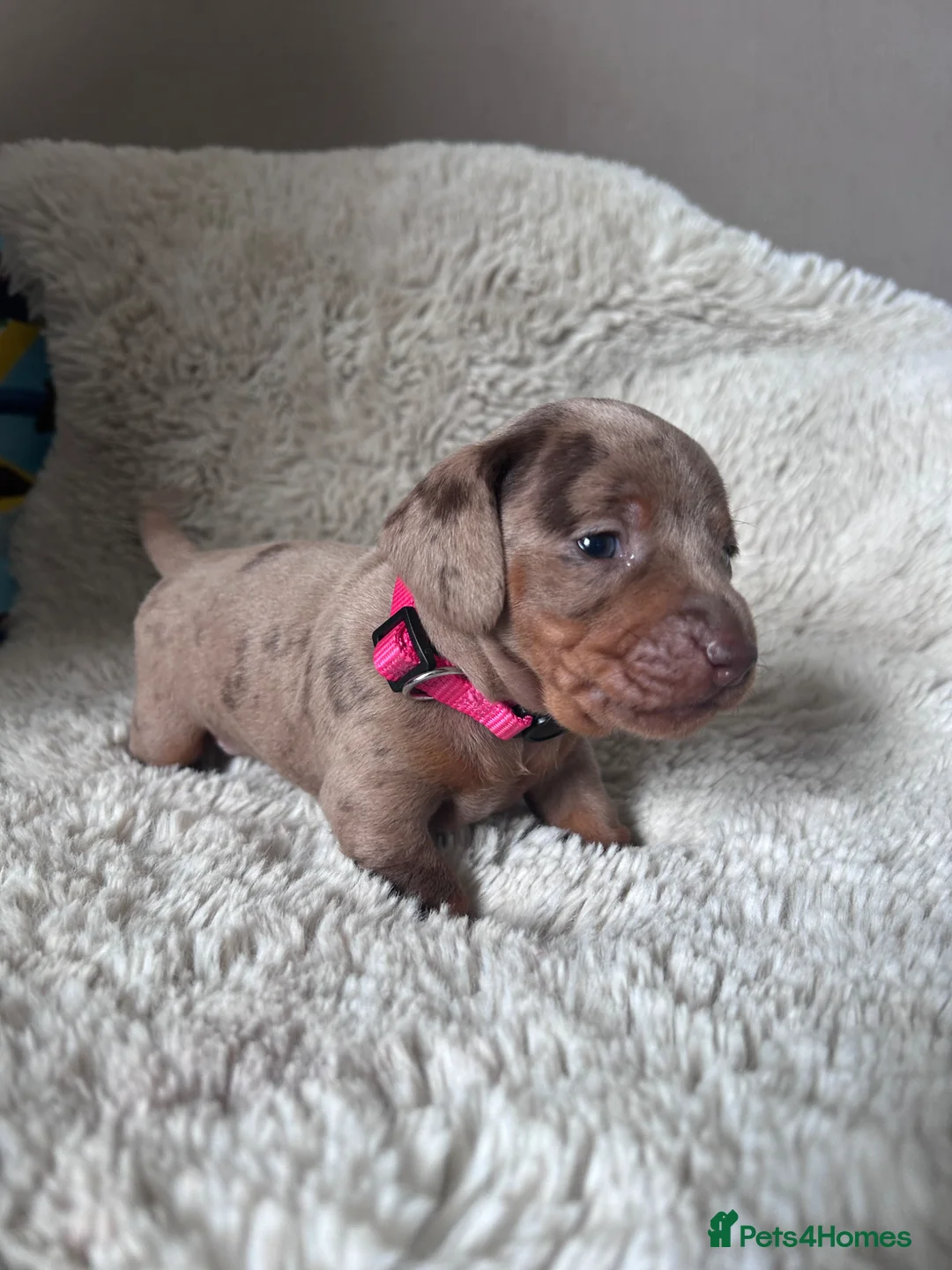 Dachshund dogs for sale: Dachshund puppies  - Advert 9