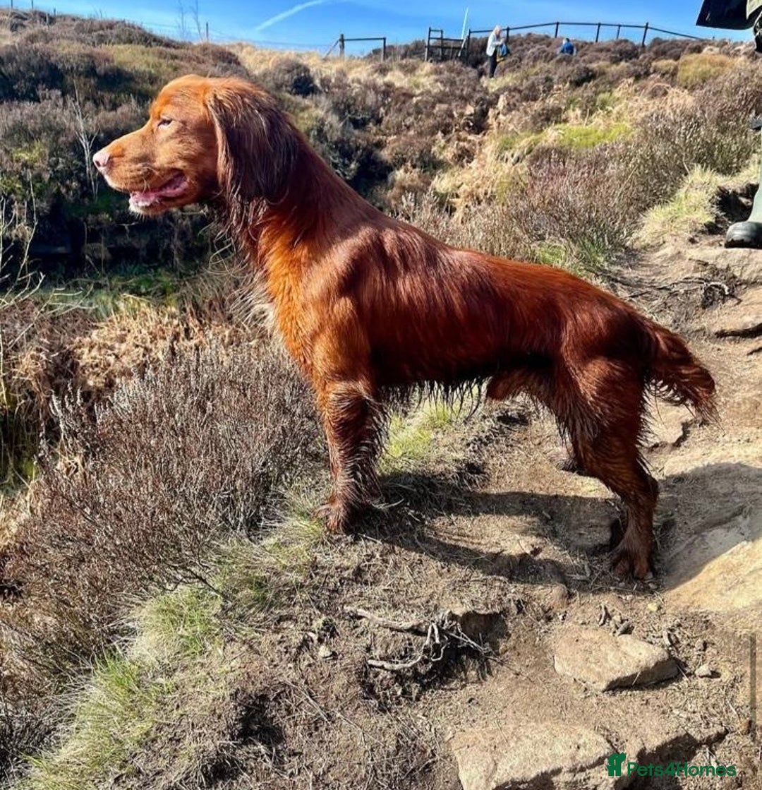 Cocker Spaniel dogs for stud: Handsome working cocker spaniel for stud!! - Advert 10