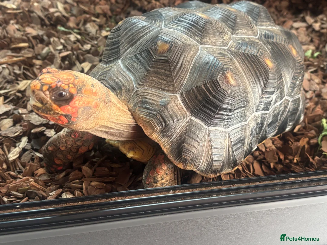 Tortoise reptiles for sale: Red footed tortoise with set up  - Advert 7