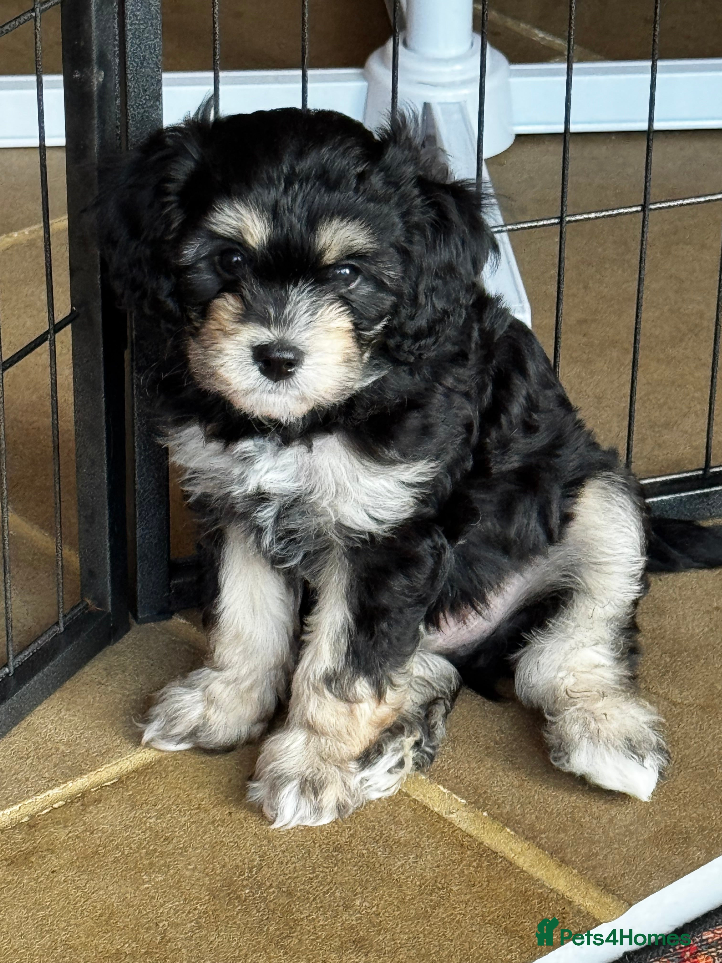 Mixed Breed dogs Absolutely Stunning Rare Phantom Cavamultipoos - Advert 2